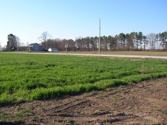 covercrop